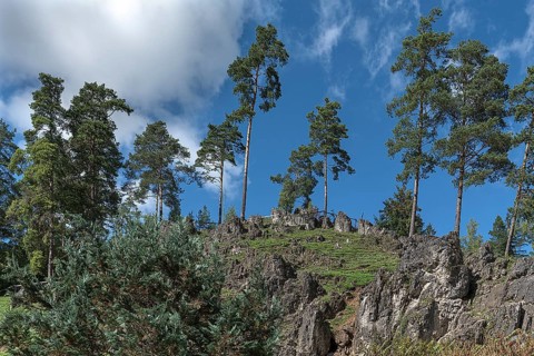 Rock with pines