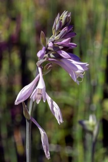 Blossoms of a hosta