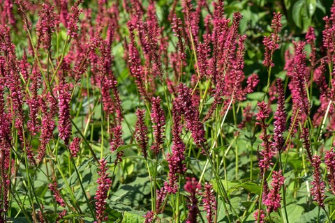 Red flowers of pinkweed