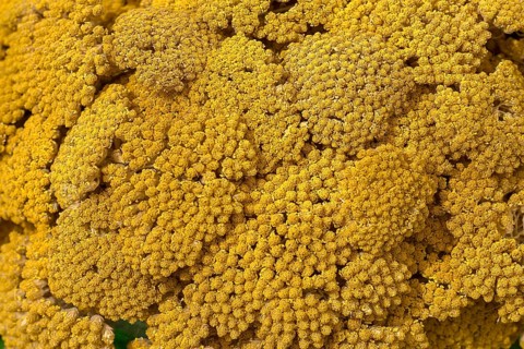 Flower of a yellow yarrow