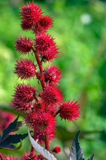 Fruit from the castor oil plant