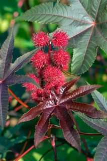 Fruit from the castor oil plant