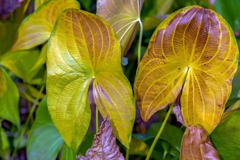 Autumn leaves of a lotus