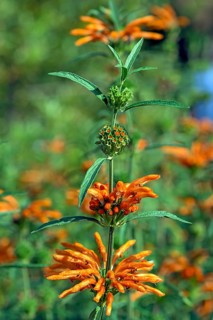 Lion's ear