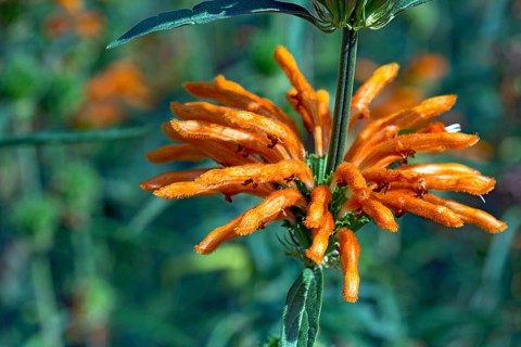 Lion's ear