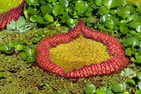 Leaf of the Amazonian giant water lily