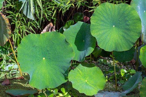 Leaves of a lotus
