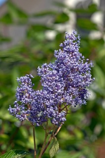 Victoria sack flower