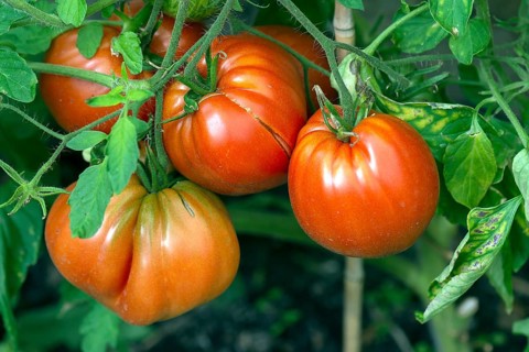 Oxheart tomatoes