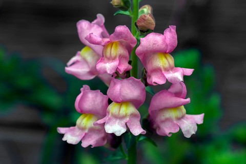 Flowers of snapdragon