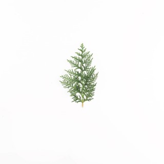 Green coniferous twig light desk