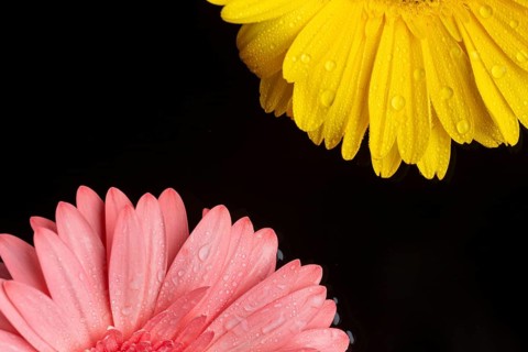 Halves gerbera flowers with copy space
