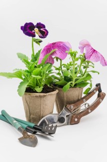 Mini gardening tools secateurs with petunia pansy flower plants white backdrop