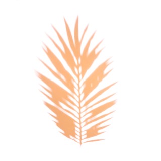 Orange palm leaf white backdrop