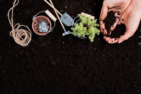 Plants buckets with copy space