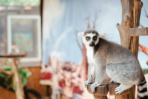 Portrait ring tailed lemur wooden post