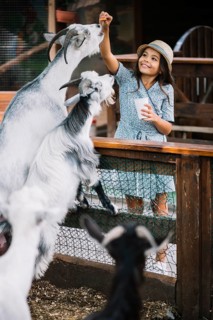 Portrait smiling girl feeding chips goat barn