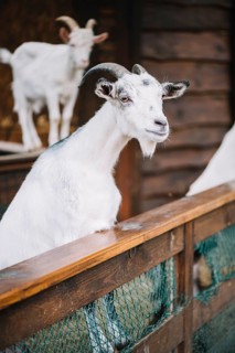 Portrait white goat barn