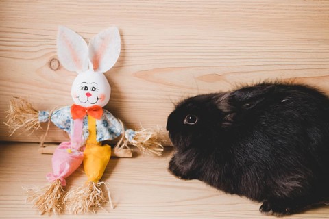 Rabbit near toy bunny