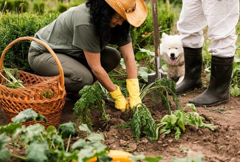 Senior couple harvesting carrots