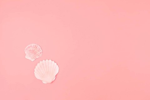 Two scallops seashell pink background