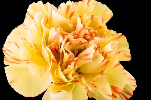Carnations flower dark backdrop