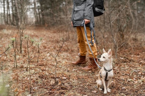 Close up hand holding dog leash