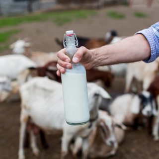Close up man holding bottle goats milk