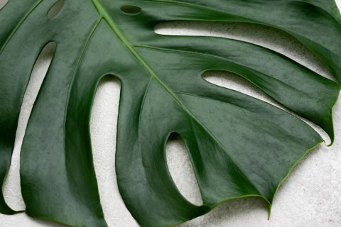 Close up monstera leaf
