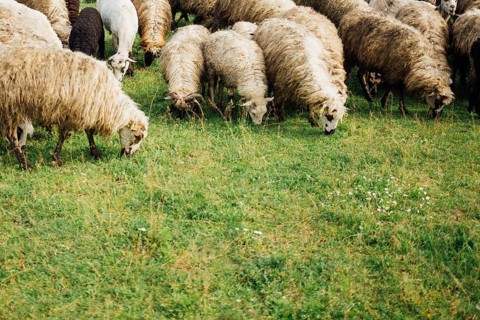 Close up sheep eating grass pasture
