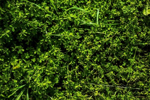 Full frame green bermuda buttercup leaves