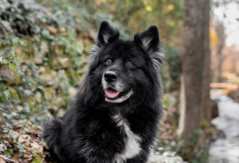 Happy big dog nature