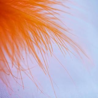 Many abstract orange fibers top quill