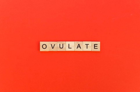 Ovulate word with scrabble letters red background