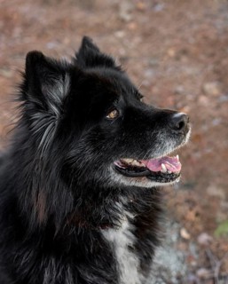 Smiley beautiful dog outdoors