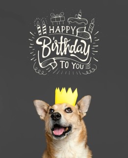 Smiley dog wearing paper crown