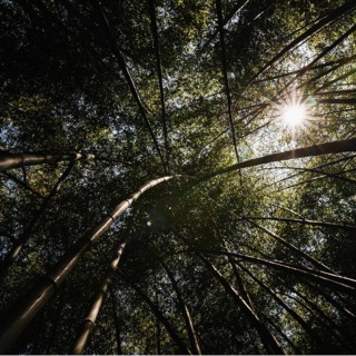Sunshine through huge tree