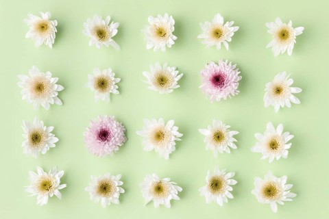 Top view blooming flowers 2