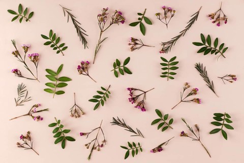 Top view flowers collection table 2
