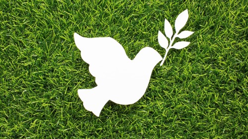 Top view paper dove grass