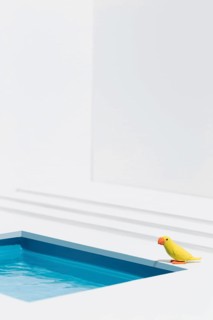 Yellow bird swimming pool