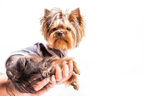 Yorkshire terrier sitting person s hand