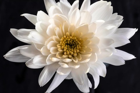 Beautiful macro white flower 2