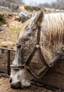 Close up beautiful horse eating