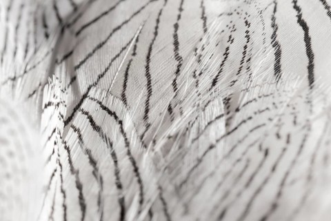 Close up feathers with black lines