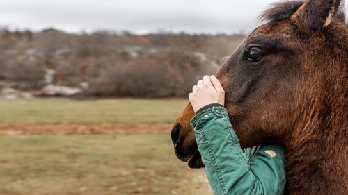 Close up hand holding horse head