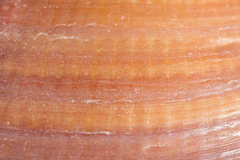 Close up texture organic background
