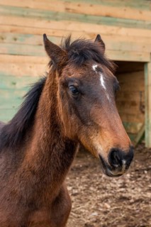 Medium shot horse outdoors
