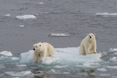 Polar bears