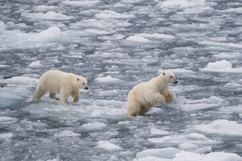 Polar bears